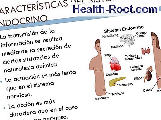 Que es un endocrino y que hace